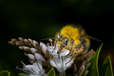 Close-up of bee pollinating on flower