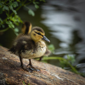 Close-up of mallard duckling perching on rock