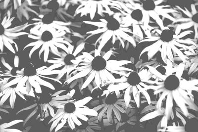 Close-up of flowers