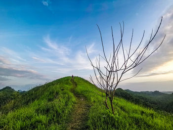 Plants growing on field against sky