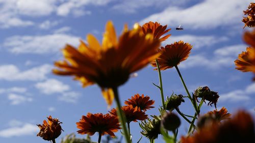 Close-up of flowers blooming against sky