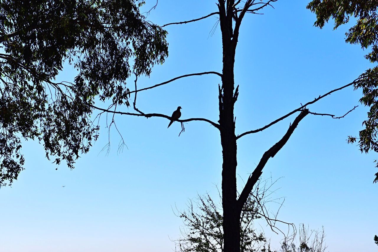 tree, branch, low angle view, clear sky, animal themes, animals in the wild, wildlife, bird, bare tree, one animal, silhouette, nature, perching, blue, beauty in nature, copy space, sky, tranquility, outdoors, day