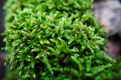 Close-up of green plant