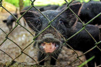 Close-up portrait of an animal