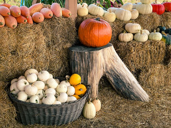 High angle view of pumpkins on hay