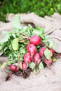 High angle view of fruits growing on plant