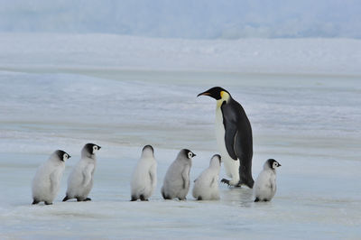 Flock of birds on beach