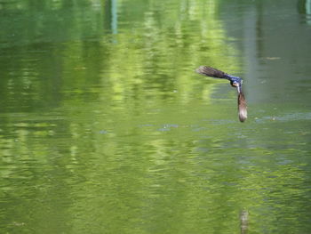 Bird flying over lake