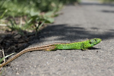 Close-up of lizard on the road