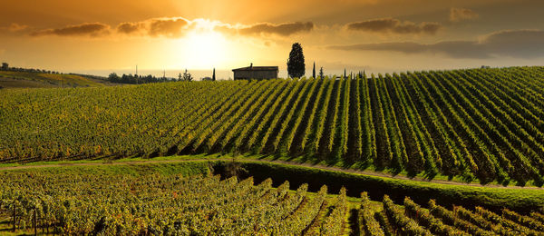 Scenic view of agricultural field against sky during sunset