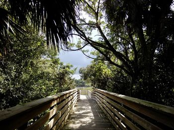 View of footbridge in forest