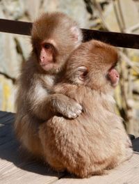 Close-up of two monkeys hugging looking away