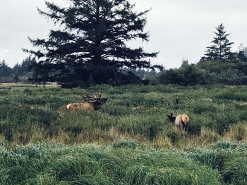 Sheep on grassy field against sky