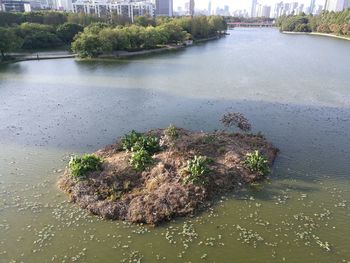 High angle view of plants by lake