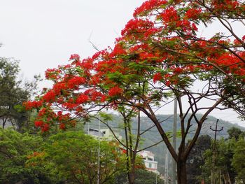 Low angle view of trees