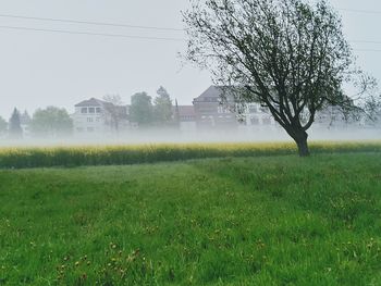 Trees on grassy field