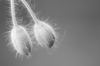 Close-up of dandelion against white background