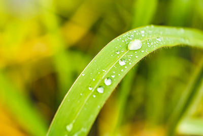 Close-up of raindrops on leaf