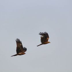 Bird flying over white background