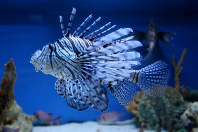 Close-up of fish swimming in tank at aquarium