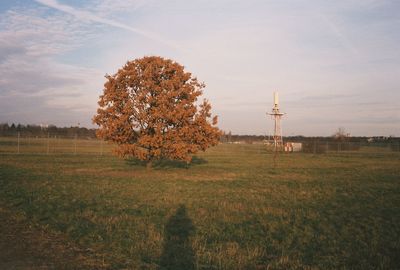 Trees on field against sky