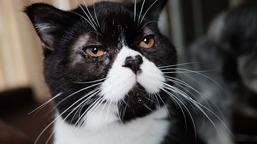 Close-up portrait of a cat