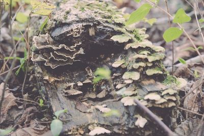 Close-up of plants growing on tree trunk