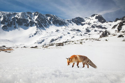 Fox walking on snowcapped mountain against sky