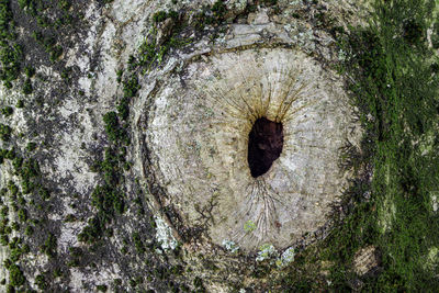 Close-up of hole on tree trunk