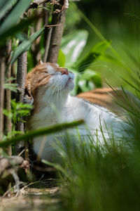 View of a cat on field