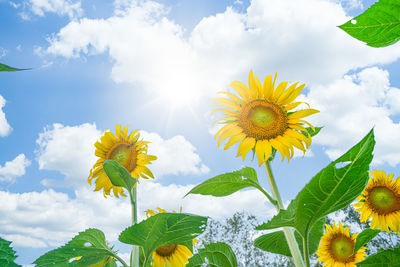 Close-up of yellow sunflower against sky