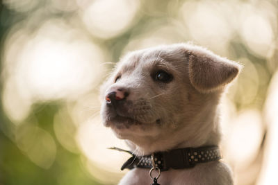 Close-up of dog