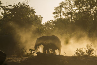 View of an animal on land against sky