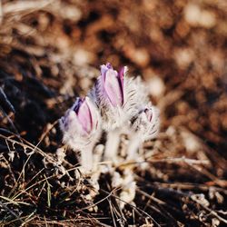 Close-up of flowers in field