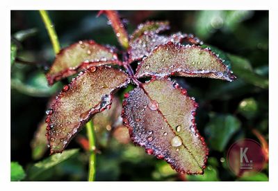 Close-up of wet plant