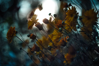 Low angle view of flowering plant against trees