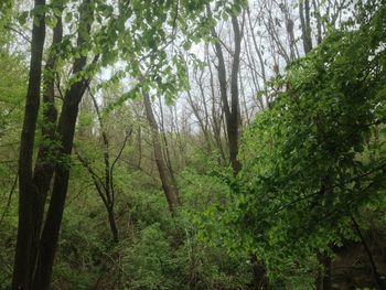 Trees growing in forest
