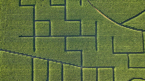 Aerial Corn
