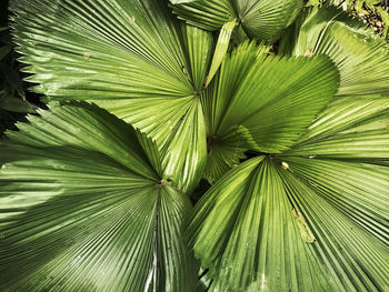 Full frame shot of palm leaves