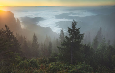 Scenic view of forest against sky during foggy weather