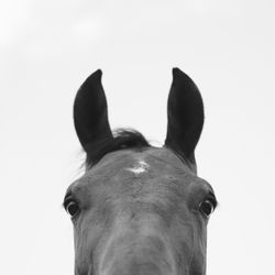 Close-up of horse against sky