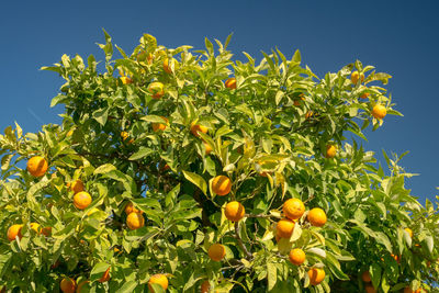 Low angle view of orange fruits on tree against sky