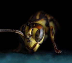 Close-up of insect on black background