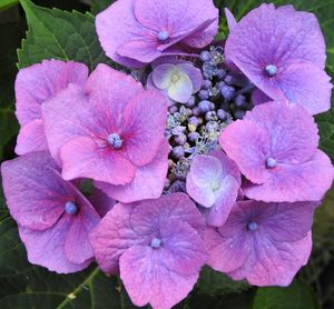 Close-up of pink hydrangea flowers