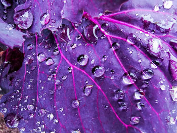 Full frame shot of water drops on pink flower