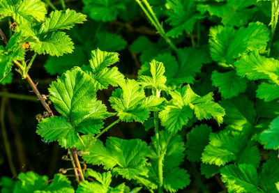 High angle view of fresh green leaves