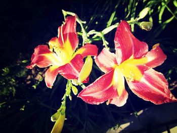 Close-up of red flower