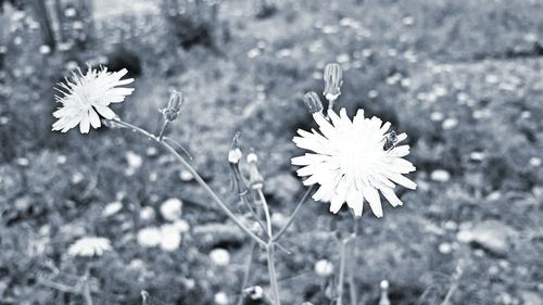 High angle view of flowering plant on field