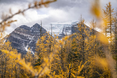 Mount temple through golden larches in paradise valley lake louise