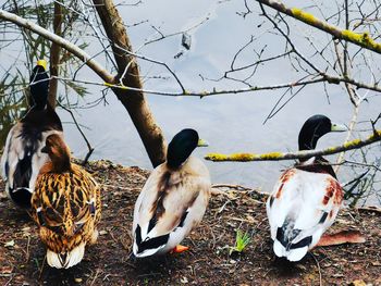 Ducks on a lake